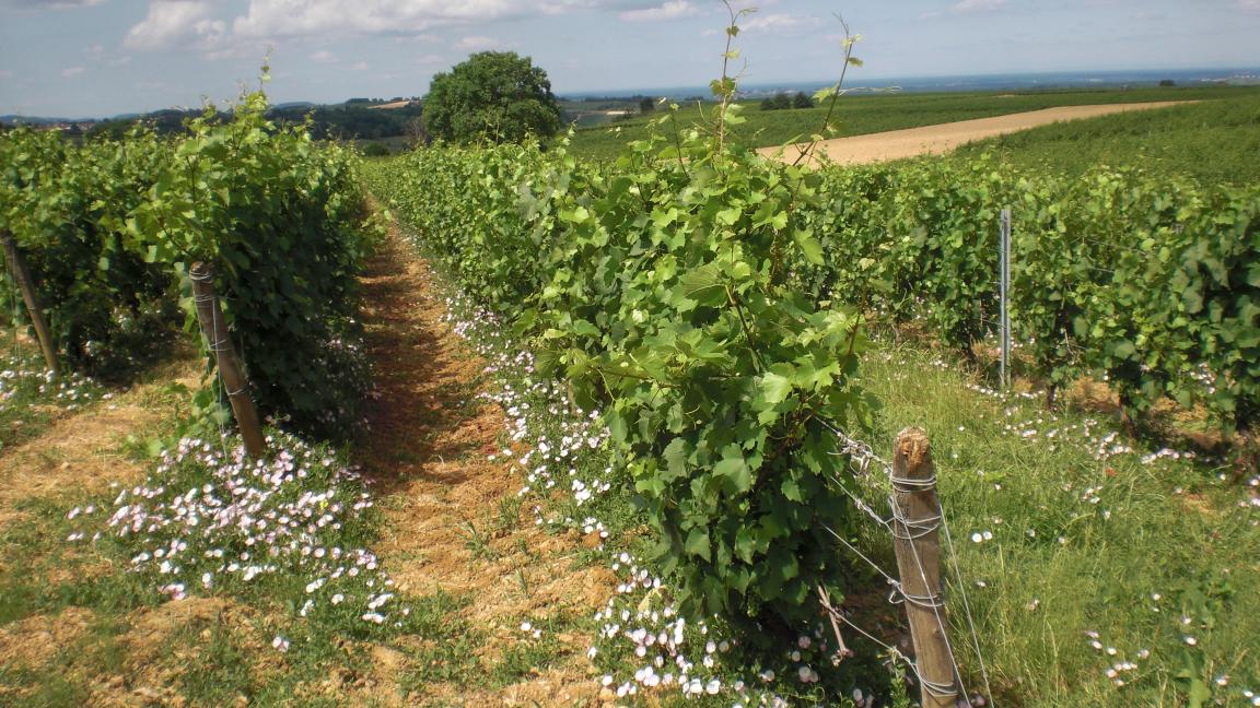 Paisage presso Pupillin, Arbois, Jura, Francia