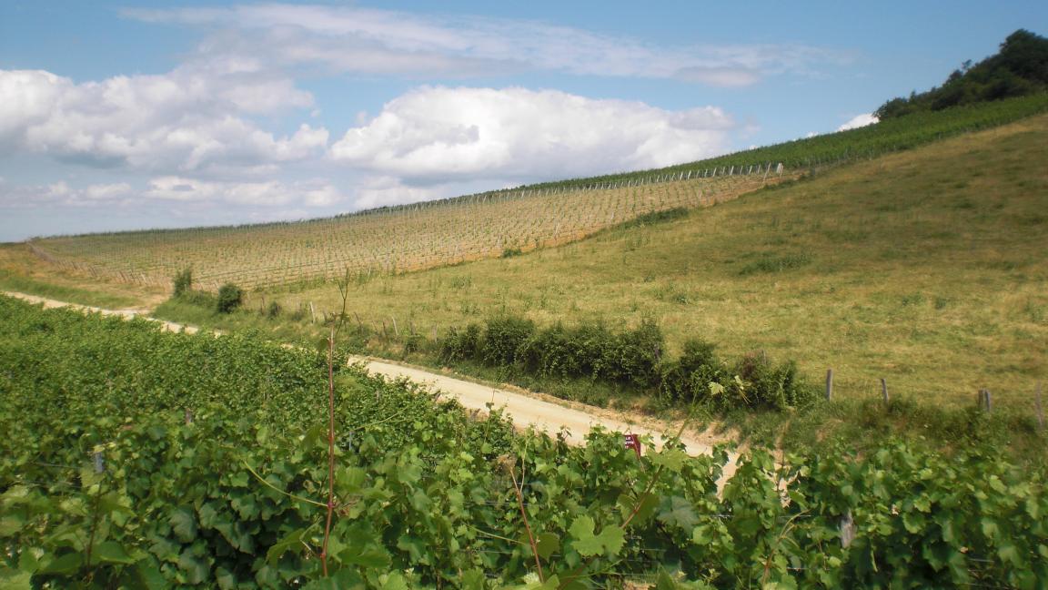 Paisage presso Pupillin, Arbois, Jura, Francia