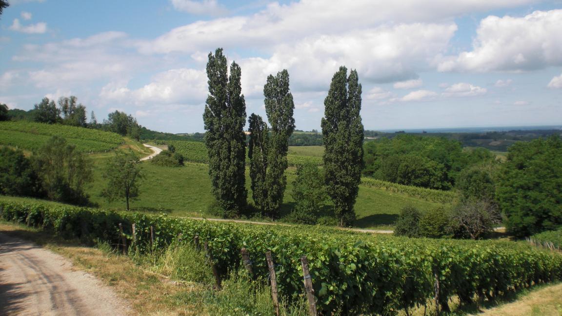 Paisage presso Pupillin, Arbois, Jura, Francia