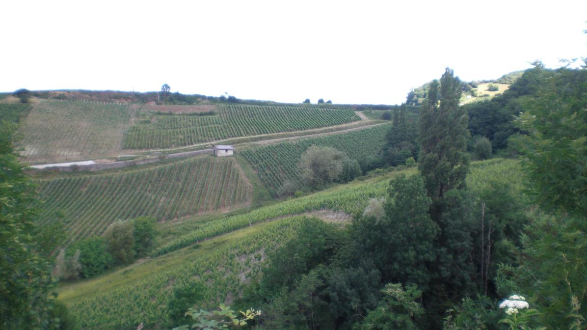 Paisage presso Pupillin, Arbois, Jura, Francia