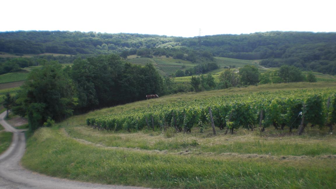 Paisage presso Pupillin, Arbois, Jura, Francia