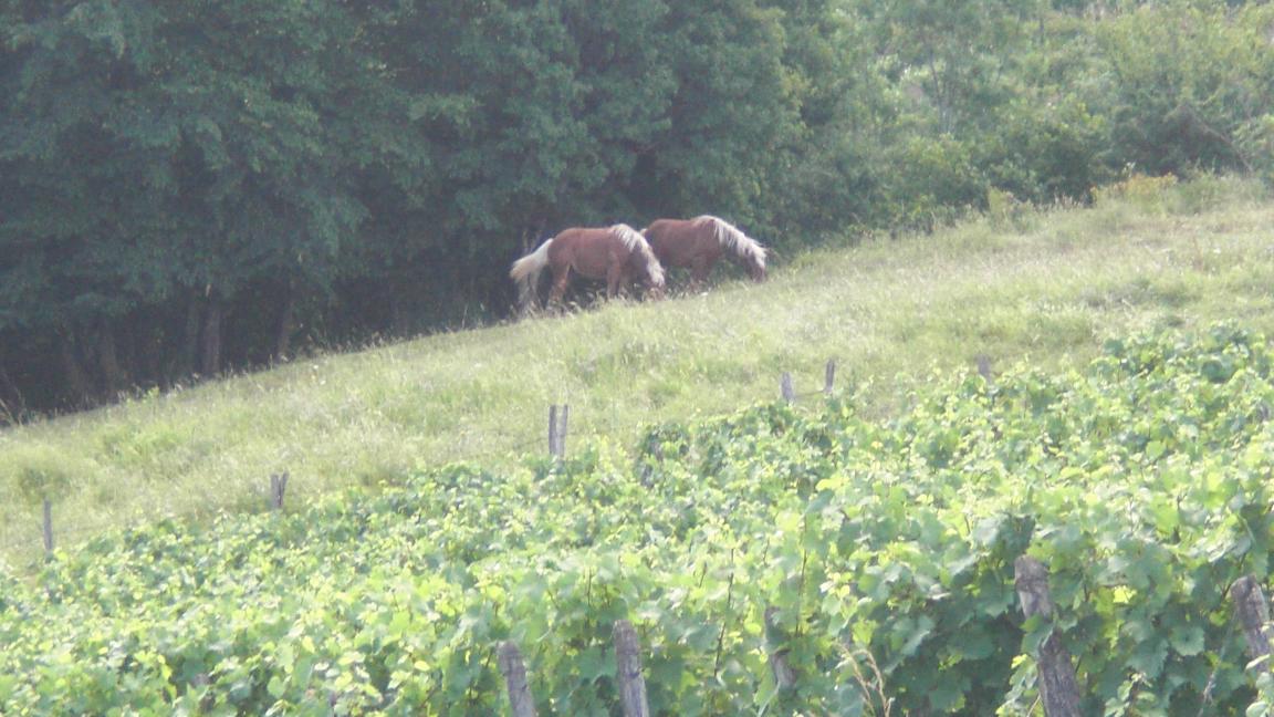 Paisage presso Pupillin, Arbois, Jura, Francia