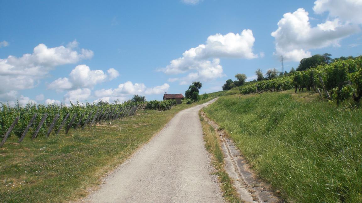 Paisage presso Pupillin, Arbois, Jura, Francia