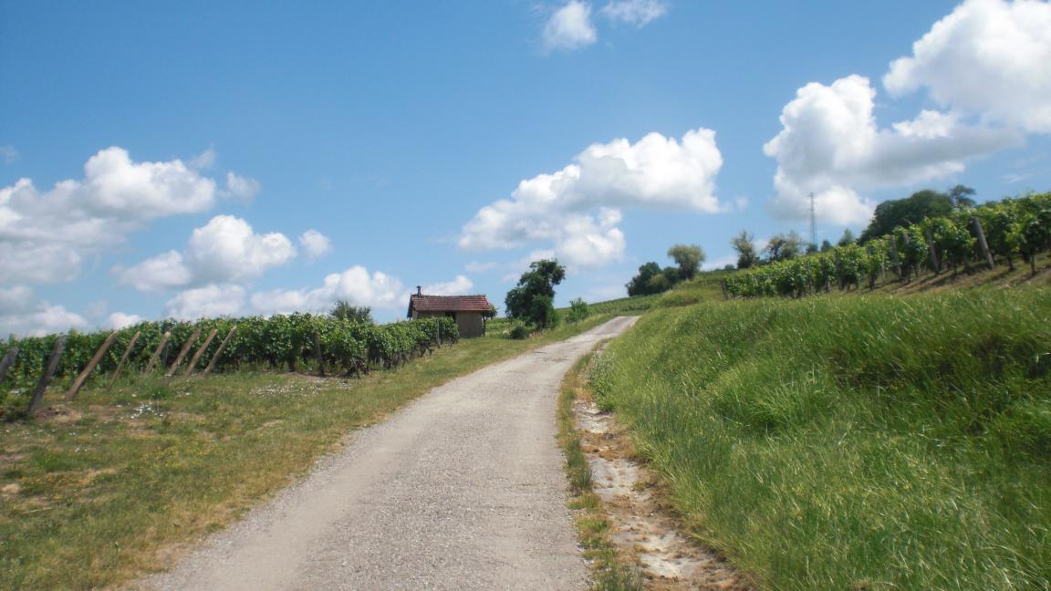 Paisage presso Pupillin, Arbois, Jura, Francia