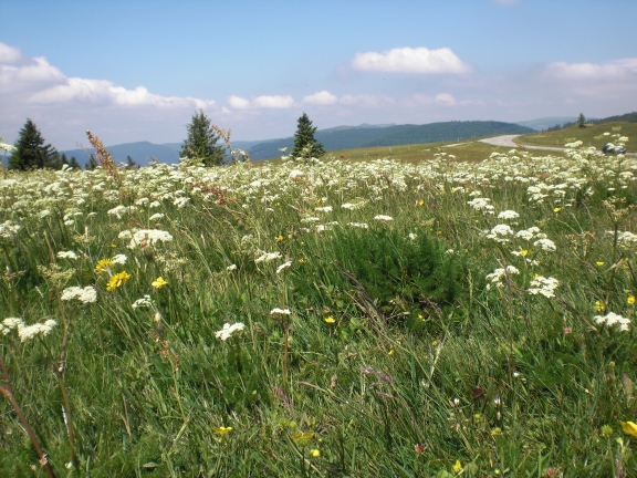 Le Markstein, promenade, Vosges, France